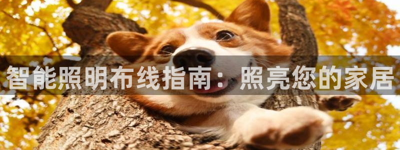 云顶vn